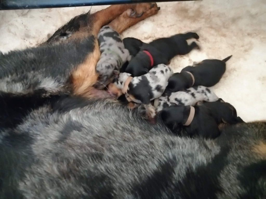 chiot Berger de Beauce de la Tour De Tholozan