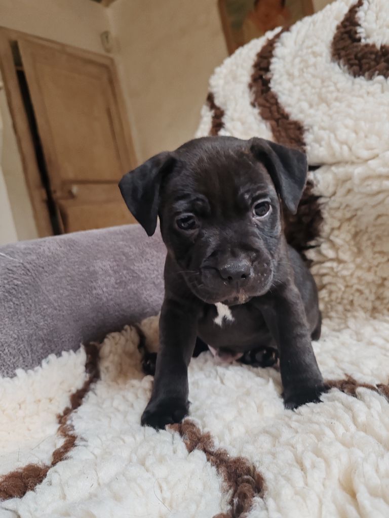 de la Tour De Tholozan - Chiots disponibles - Staffordshire Bull Terrier