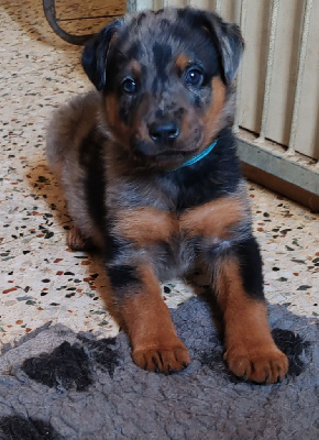 CHIOT 1